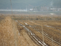 Hydropotes inermis argyropus