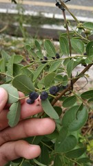 Phyllanthus reticulatus