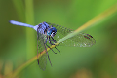 Orthetrum icteromelas