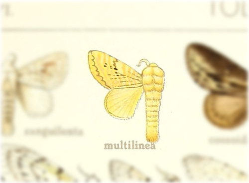 Tolytia multilinea