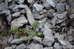 Sanguisorba minor minor