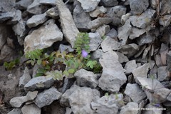 Sanguisorba minor minor
