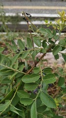 Phyllanthus reticulatus