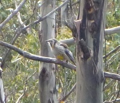 Anthochaera paradoxa