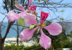 Bauhinia