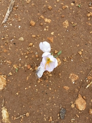 Crocus cancellatus