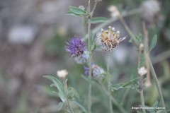 Centaurea scabiosa cephalariifolia