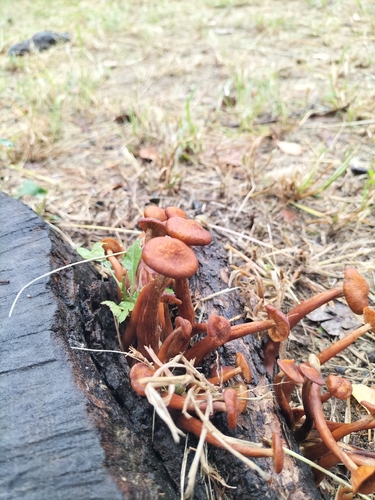 Desarmillaria tabescens