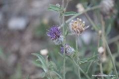 Centaurea scabiosa cephalariifolia