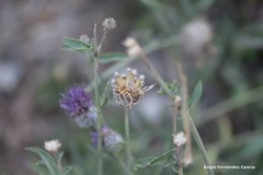 Centaurea scabiosa cephalariifolia