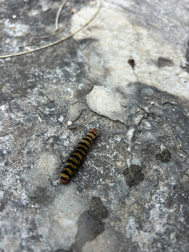 Alpenus maculosa