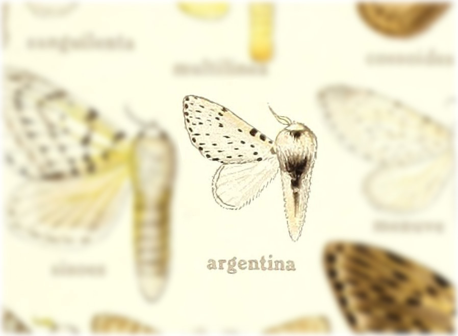 Artace argentina