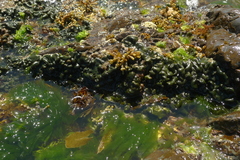 Codium convolutum