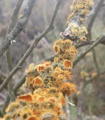 Teloschistes hypoglaucus