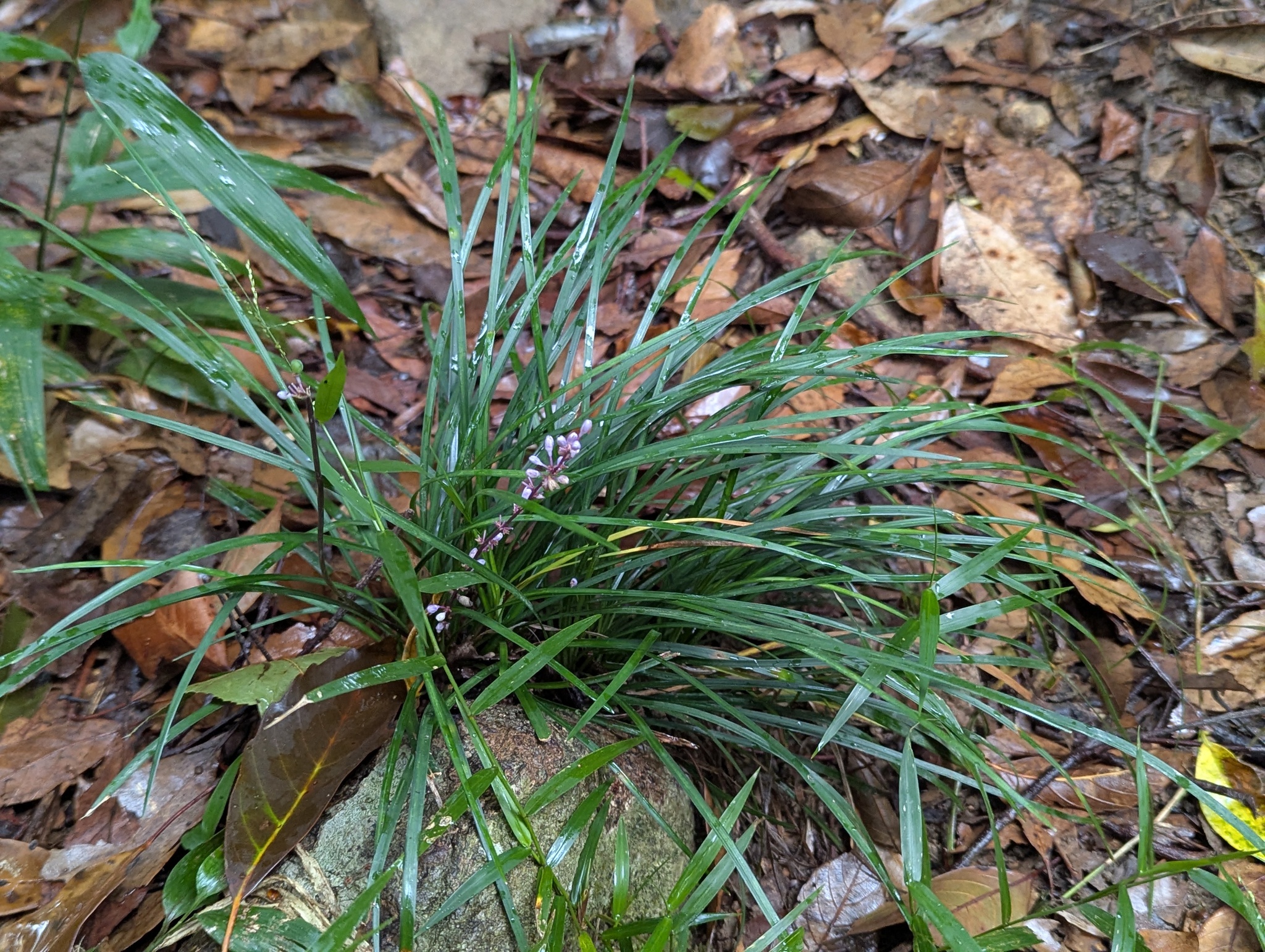 Creeping Lilyturf (Liriope spicata)