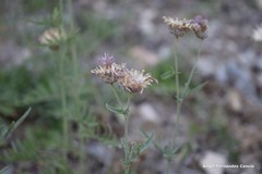Centaurea scabiosa cephalariifolia