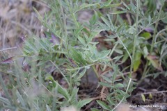 Seseli montanum