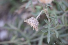 Centaurea scabiosa cephalariifolia