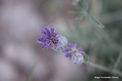Centaurea scabiosa cephalariifolia