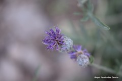 Centaurea scabiosa cephalariifolia