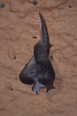 Limax conemenosi