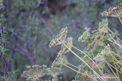 Seseli montanum