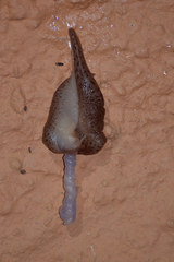 Limax conemenosi