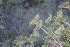 Seseli montanum