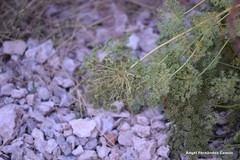 Seseli montanum