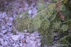 Seseli montanum