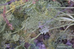 Seseli montanum