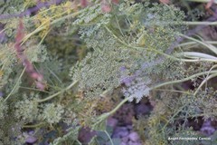 Seseli montanum