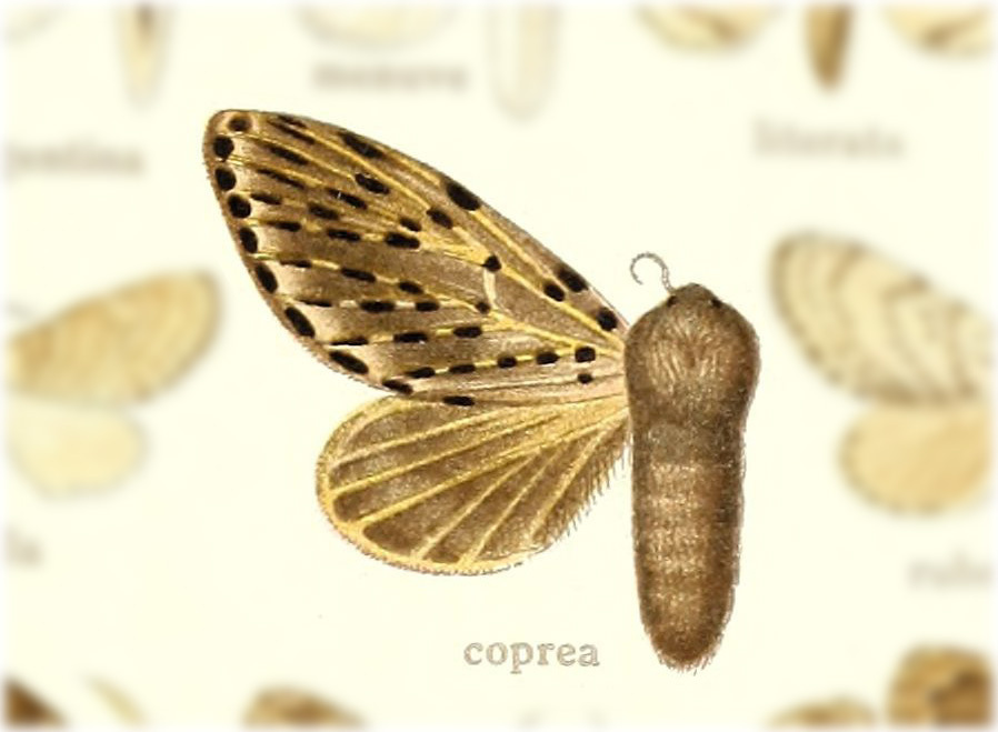 Artace coprea