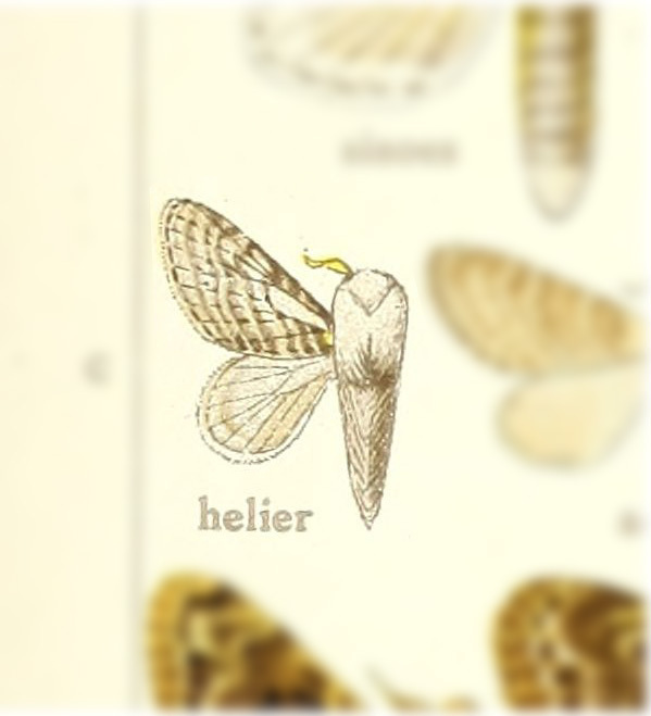 Artace helier