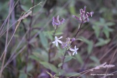 Saponaria officinalis