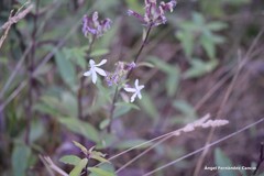 Saponaria officinalis