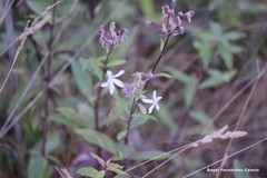 Saponaria officinalis