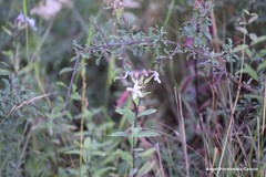 Saponaria officinalis