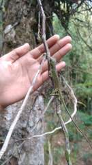 Pseudocalotes tympanistriga