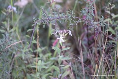 Saponaria officinalis