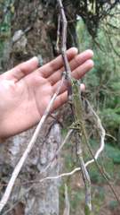 Pseudocalotes tympanistriga