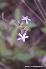 Saponaria officinalis
