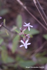 Saponaria officinalis