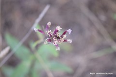 Saponaria officinalis