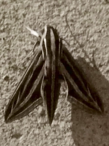Large striped hawkmoth