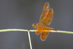 Perithemis icteroptera
