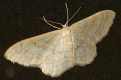 Idaea deversaria