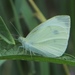 Mariposa Blanca de la Col - Photo (c) Luca Boscain, algunos derechos reservados (CC BY-NC), subido por Luca Boscain