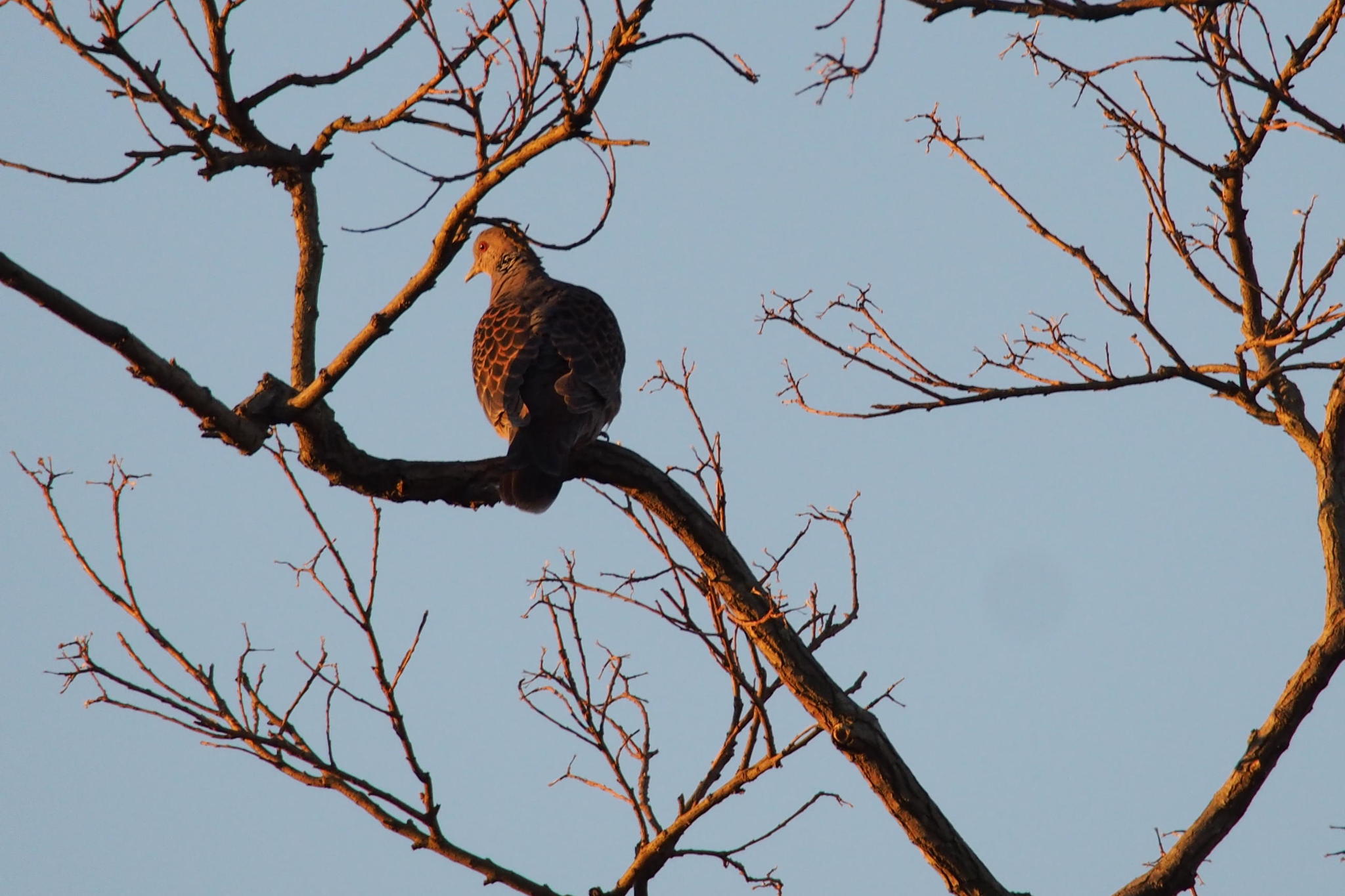 Oriental Turtle Dove