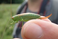 Conocephalus dorsalis